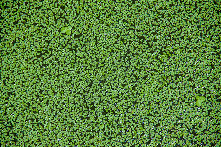 鸭草植物群沼泽公园阴影叶子植物浮萍生态水池池塘背景图片