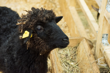 农场的黑羊皮肤团体宠物羊肉舌头家畜后代身体配种母羊图片素材