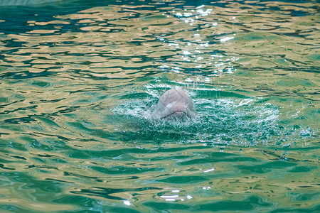 奥兰多海豚馆白海豚背景
