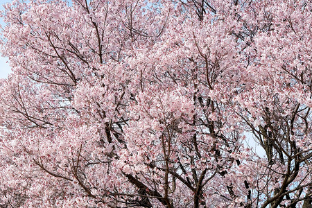 萨库拉花植物粉色季节摄影文化花头花瓣公共公园水平樱花背景图片