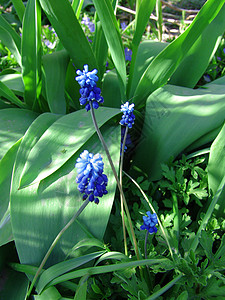开花的鲜花 最先到春天的花朵之一森林阳光蓝色植物群场地宏观季节辉光植物生态背景图片