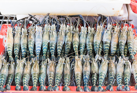 新鲜巨河虾美食贝类海鲜市场销售龙虾食物小龙虾动物背景图片