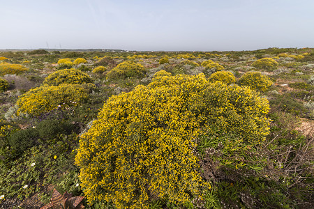 开花的刺灌木多刺的黄色的高清图片