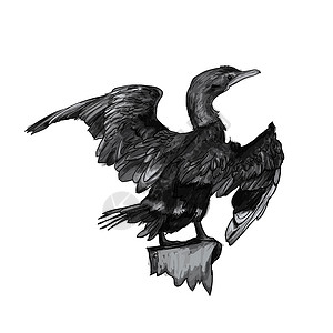 小鸬鹚绘画小热兰鸟翅膀黑色荒野羽毛白色草图棕色动物碳水野生动物插画