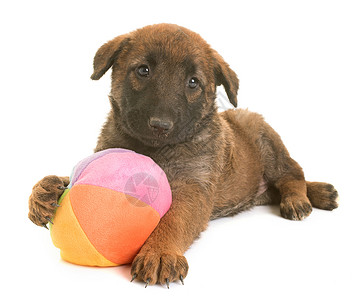 棕色小狗玩具玛利诺犬比利时牧羊犬高清图片