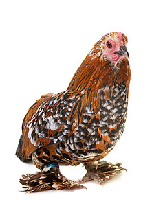 荷兰促导班坦农场乡村小鸡母鸡工作室公鸡脚鸡家禽动物高清图片