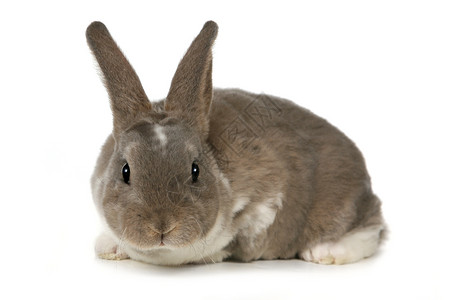 白色背景上可爱的兔子宠物肖像美术毛皮家养耳朵哺乳动物宝宝动物背景图片
