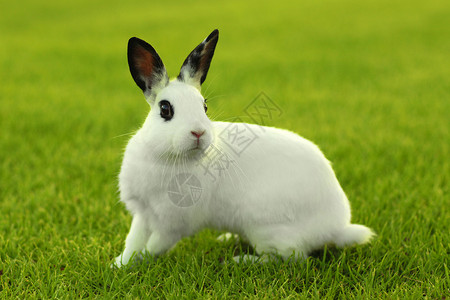 草丛中的白兔子兔户外爪子兔形目居住动物头发野兔小狗农场生物宠物荒野高清图片素材