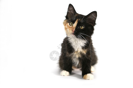 可爱的长海独身家猫 脸色分明伴侣工作室动物黑色婴儿救援宠物毛皮猫科白色背景图片