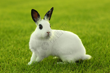 草丛中的白兔子兔户外爪子头发生物生活哺乳动物脊椎动物居住动物小狗宠物婴儿高清图片素材
