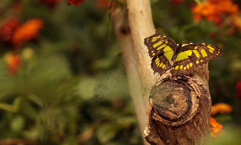 马拉奇特蝴蝶 西普罗埃塔绿色传粉者翅膀花园野生动物石竹昆虫背景图片