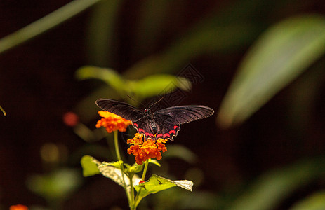 粉红玫瑰燕尾蝴蝶昆虫翅膀扁翅目花园野生动物背景图片