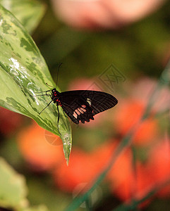 粉红玫瑰燕尾蝴蝶花园扁翅目翅膀野生动物昆虫背景图片
