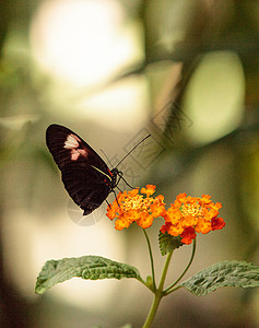 粉红玫瑰燕尾蝴蝶花园扁翅目翅膀昆虫野生动物背景图片