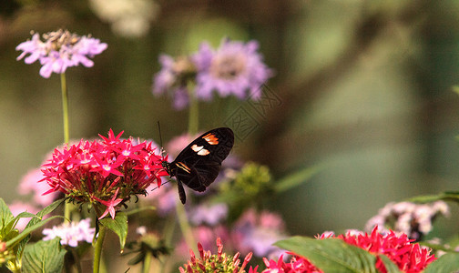 粉红玫瑰燕尾蝴蝶翅膀昆虫扁翅目野生动物花园背景图片
