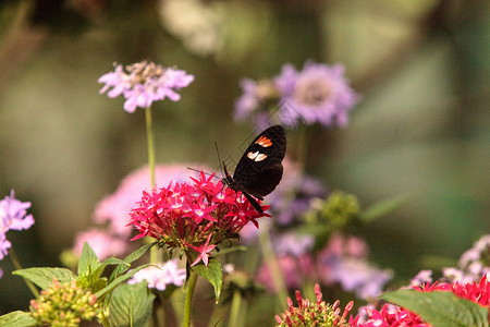 粉红玫瑰燕尾蝴蝶昆虫花园扁翅目翅膀野生动物背景图片