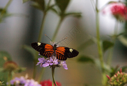 邮递员蝴蝶 希利科尼乌斯昆虫翅膀花园野生动物红色条纹背景图片