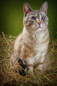 雄猫可爱的莫吉高清图片