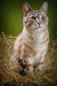 雄猫猫在海中草垛猫科动物群宠物远亲家畜眼睛野猫稻草流浪猫背景