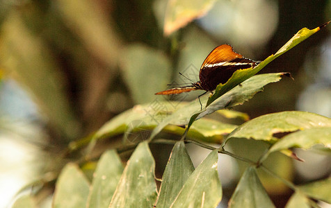 蝴蝶 西普罗埃塔页蝶页面翅膀花园昆虫背景图片