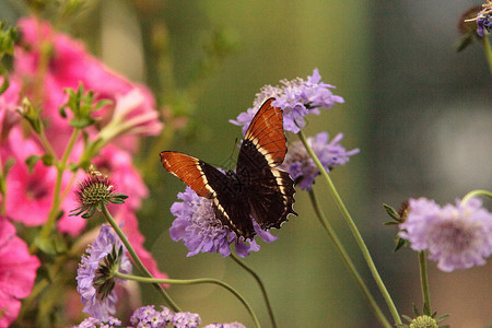 蝴蝶 西普罗埃塔花园昆虫页蝶翅膀页面背景图片