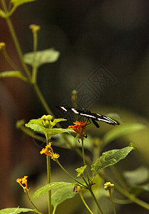 斑蝴蝶 海利科尼乌斯昆虫鲇鱼花园翅膀背景图片
