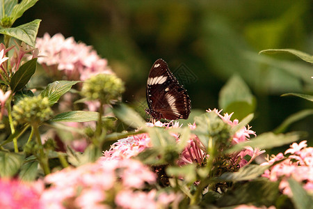 斑蝴蝶 海利科尼乌斯昆虫翅膀花园鲇鱼背景图片