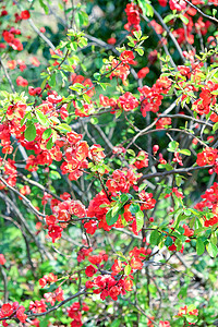 红日日日元昆斯摄影枝条季节花瓣植物植物学生长叶子绿色花坛背景图片