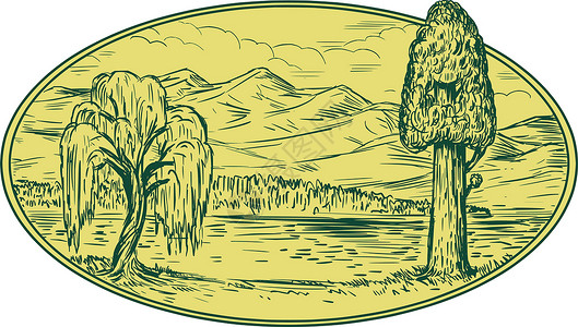 红木馆柳树和红杉树湖山椭圆形画柳属艺术品红木灌木柳条刮板画线巨杉手工墨水插画