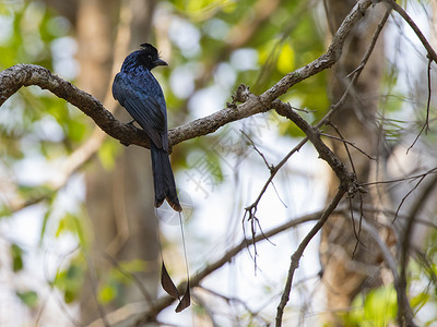 青青上合黑鸟在Natu树枝上的照片公园尾巴野生动物森林环境男性球拍场景荒野天堂背景