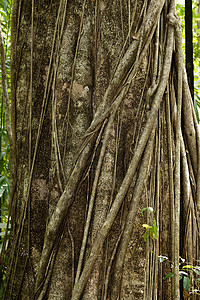 根果根根的唐角公园支撑大树叶子野生动物热带树叶土地森林旅行多样性丛林国家背景