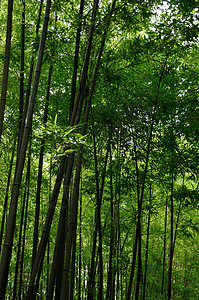 竹叶绿色蓝色天空花园植物园艺叶子树叶背景图片