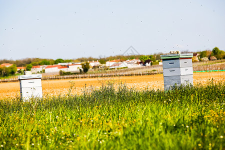 几个蜜蜂素材向日葵田角落的蜂巢农场草地花粉蜂房昆虫养蜂业团体农业木头死亡背景