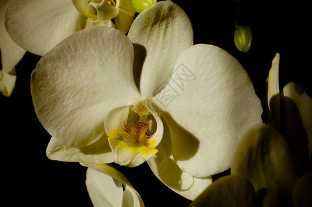 黄色兰花美丽的白兰花花花朵宏观照片背景