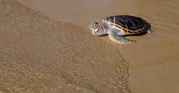 乌龟在沙滩上进入海面野生动物支撑动物旅行海滩荒野蓝色生活毅力公园背景