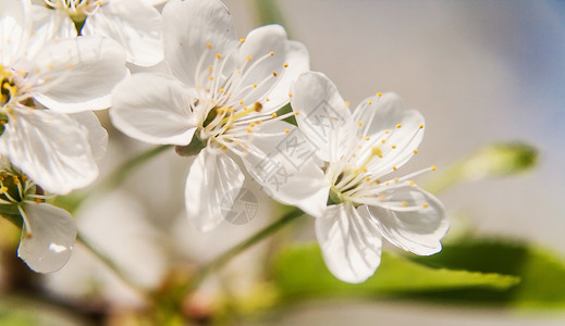 一棵苹果树的白色美丽的花朵 紧贴在温柔的圆珠上生长植物学叶子宏观生活花瓣雌蕊寺庙植物樱花背景图片