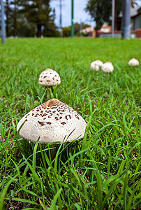 新索特威尔士新索斯威尔士的蘑菇 澳洲伞状蘑菇真菌检测森林木耳天鹅绒中毒共生体海绵菌科蓝色背景图片