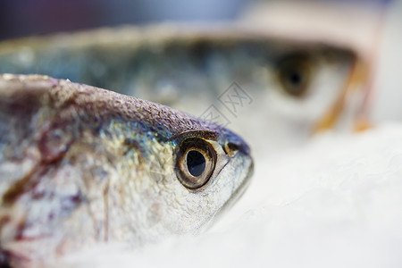 气鼓鱼新鲜生的高清图片