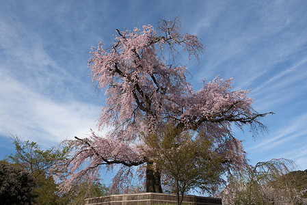 北之丸公园金边丸山公园一棵古老的樱花花树季节场景动物群植物叶子文化树叶公园地标花朵背景