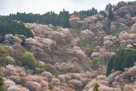 吉野山的樱花开花 日本春地娜拉花朵地标山坡树木叶子花园公吨石磨场景季节背景图片