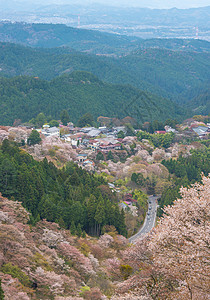 张娜拉吉野山的樱花开花 日本春地娜拉石磨叶子历史性花园风景公吨农村场景树木花朵背景