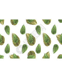 带有装饰边框的文样背景身份树叶信封公司植物群背景图片