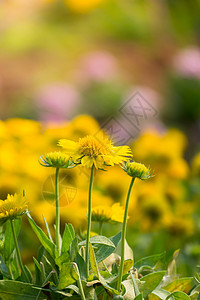 五颜六色的花的背景图片花束植物紫色植物群宏观礼物植物学花瓣季节橙子背景图片