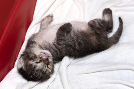 新生儿猫睡觉晶须猫科动物新生小猫哺乳动物婴儿虎斑毛皮眼睛生活背景图片