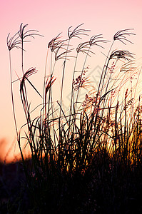 粉色和黄色日落的锡尔胡特草背景图片
