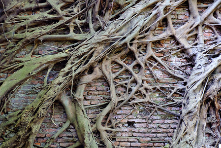 旧砖墙的树根背景高清图片