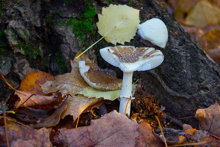 秋林中的蘑菇帽子失败礼物小腿树木食物奶油康复背景图片