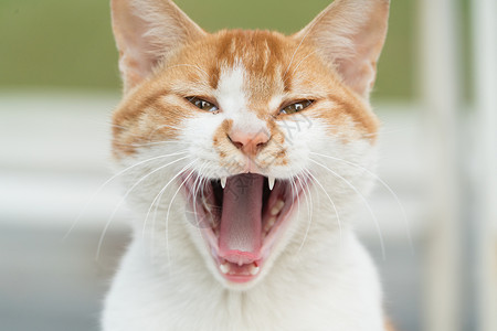 面部长斑白色浅棕色猫的肖像 在模糊的面包上被隔绝猫咪哺乳动物家庭头发房子虎斑工作室小猫宠物乐趣背景