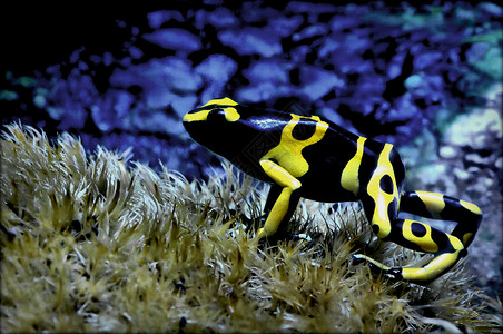 黄带箭毒蛙美国亚马逊热带雨林高清图片