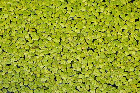 浮萍 在水的绿色浮萍自然本底环境生长公园叶子植物群池塘植物花园杂草蕨类背景图片